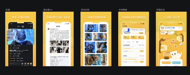 Hello Street Cat - Chiến dịch CSR độc đáo từ một nhãn hàng công nghệ tại Trung Quốc