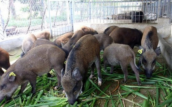 Nuôi lợn rừng lấy thịt - Ý tưởng kinh doanh ở nông thôn 2022