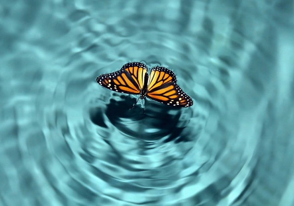 Bài học cho con người từ hiệu ứng cánh bướm