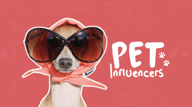 Pet Influencer là gì? Top 5 Pet Influencer gây bão trên mạng xã hội 2023- Ảnh 1.